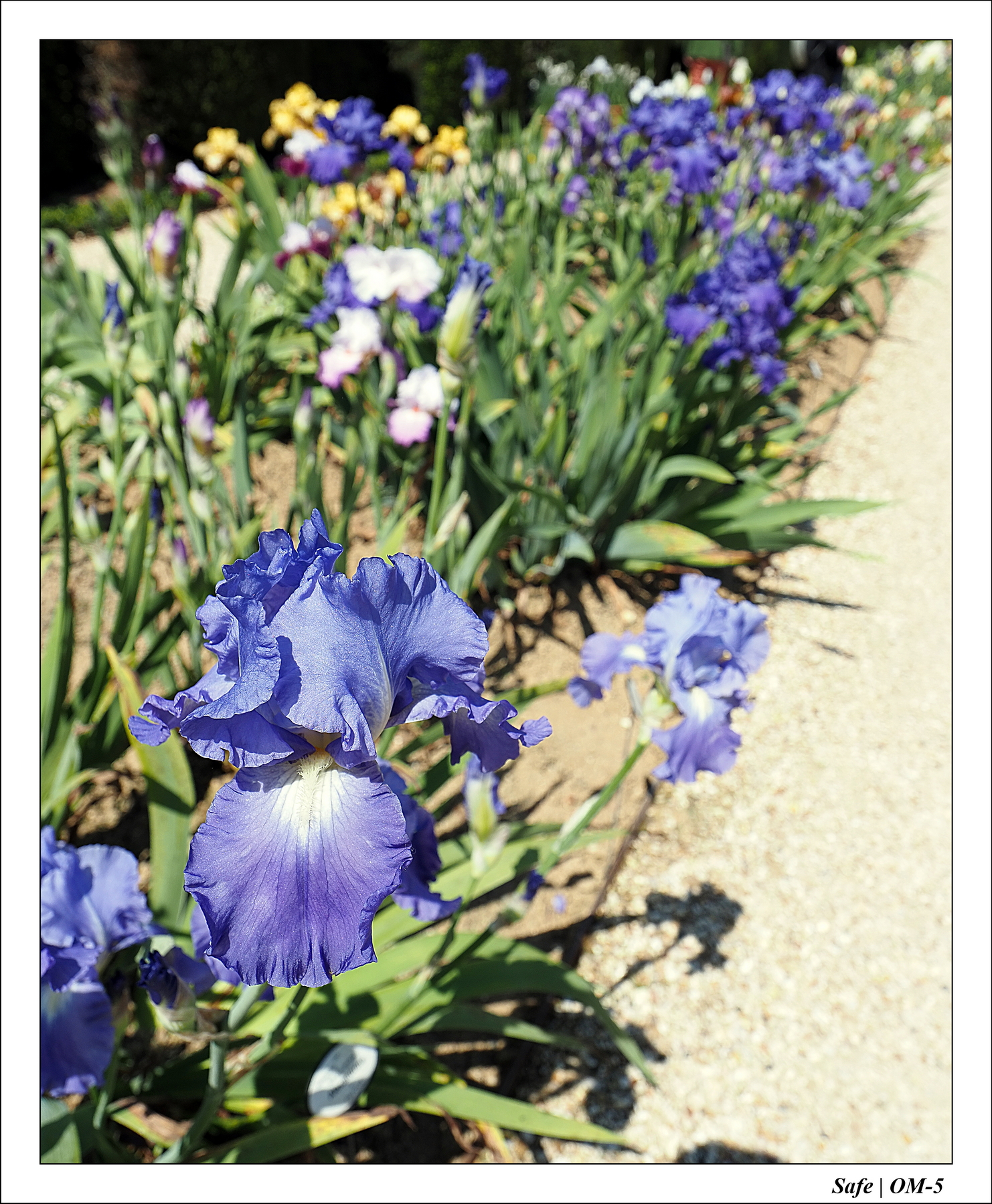 2024 - 05 - Bagatelle - 09